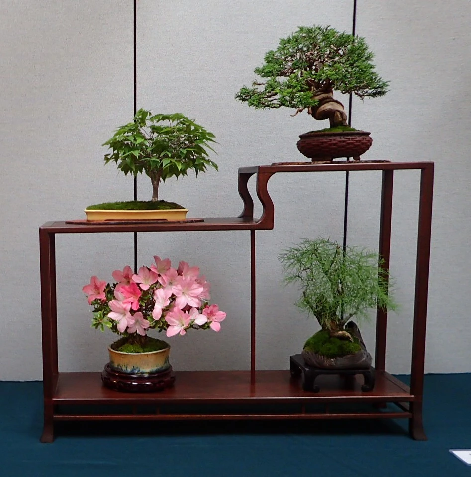 Bonsai Show – Presented by Coastal Bonsai