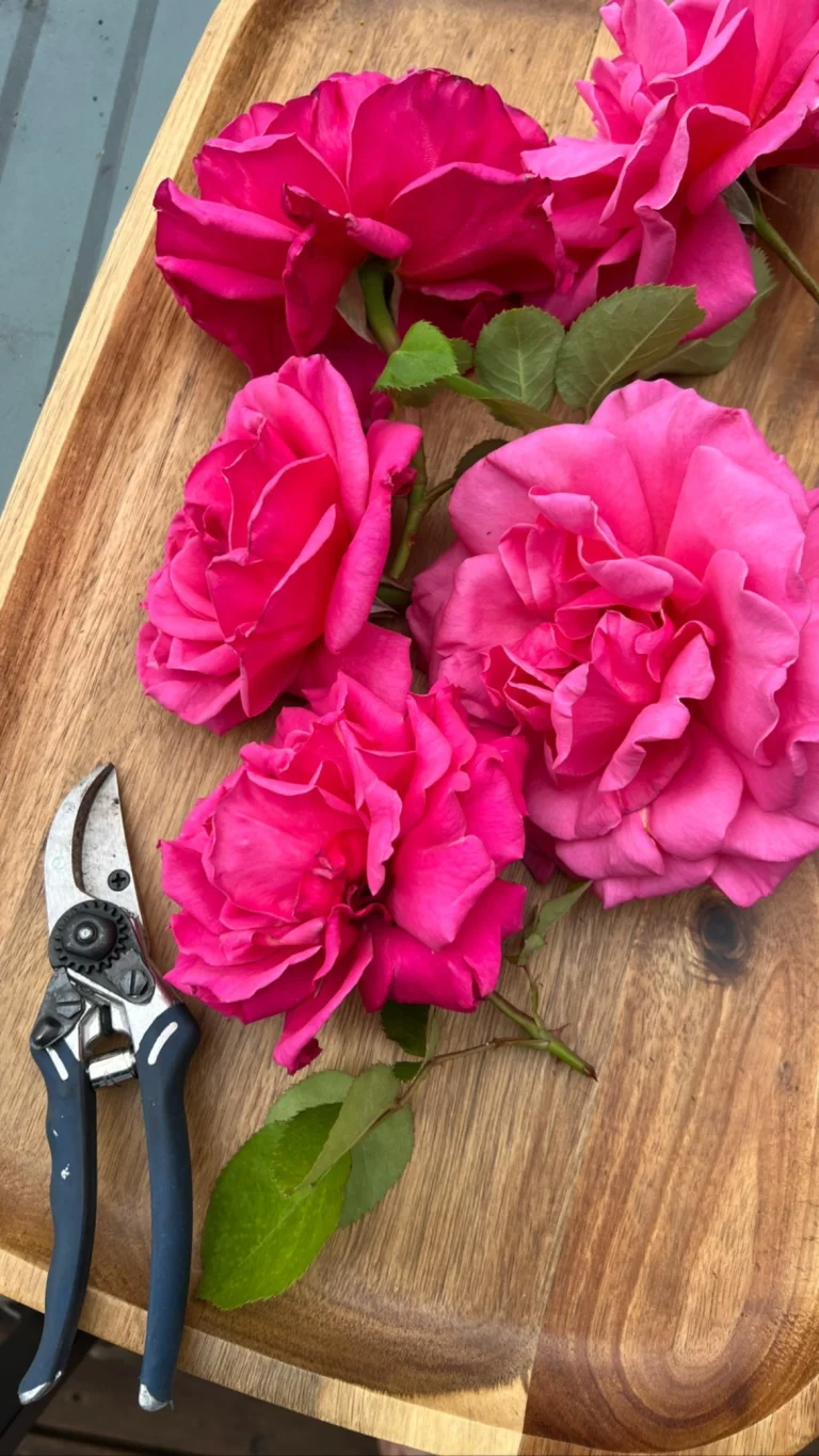 Beautiful Roses “Hands on” Workshop