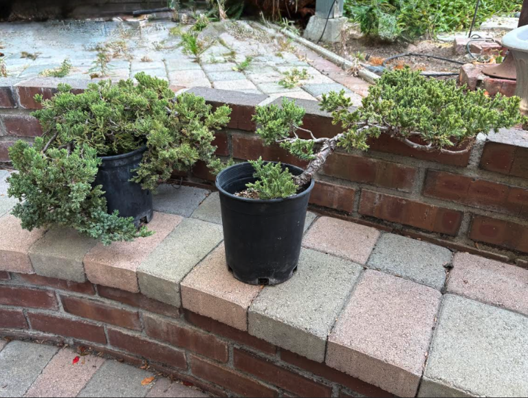 Two potted bonsai trees sit on a brick and stone step outdoors, showcasing classic bonsai techniques—one with an upright shape, the other featuring a cascading branch.