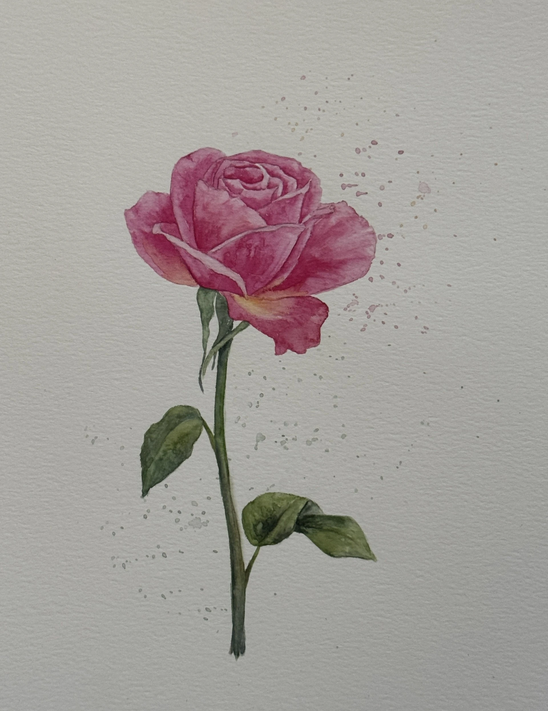 Watercolor: A Pink Rose