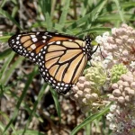 Monarch