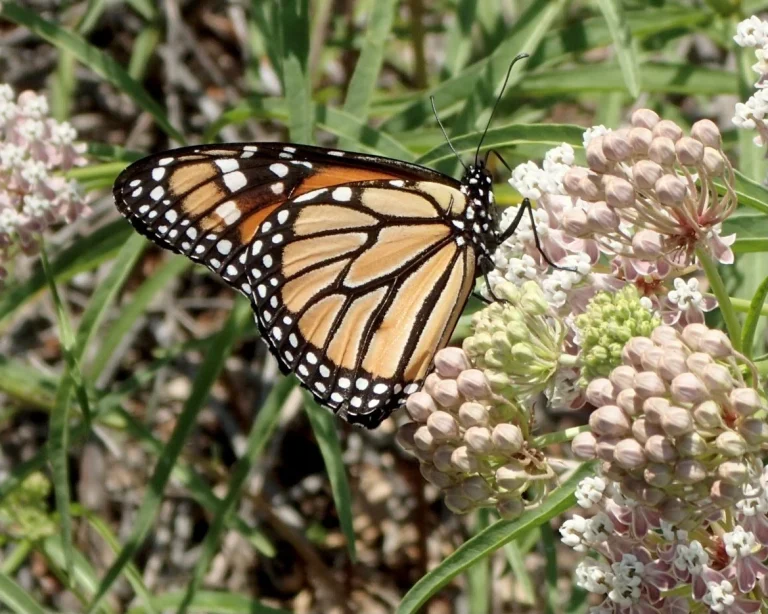 Monarch