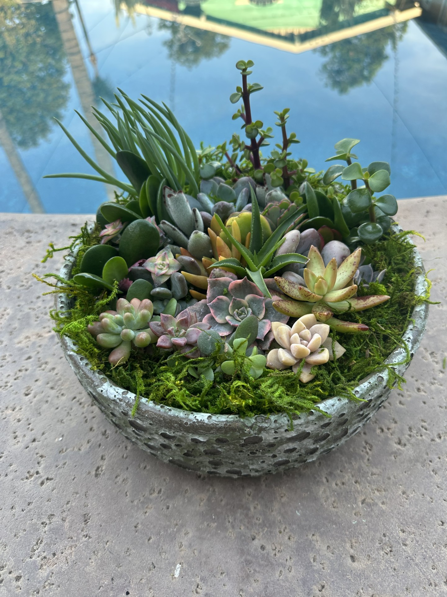 Succulent Bowl