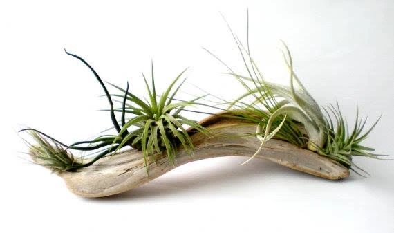 Air Plant Mounting Class
