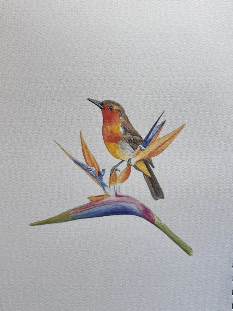Robin Bird of Paradise