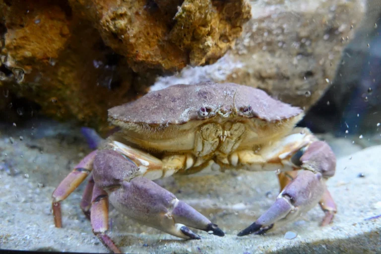 A brown crab with purple-tinted claws stands on sandy substrate near a rock in an aquarium at the Kerckhoff Marine Laboratory.