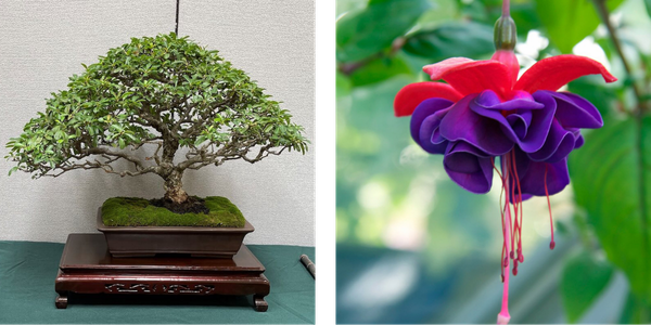 A bonsai tree in a pot on a wooden stand beside a close-up of a purple and red fuchsia flower.