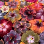 A variety of hibiscus flowers in different colors and patterns, including shades of red, yellow, orange, purple, pink, and gray, are closely arranged together at the Hibiscus Show and Sale.