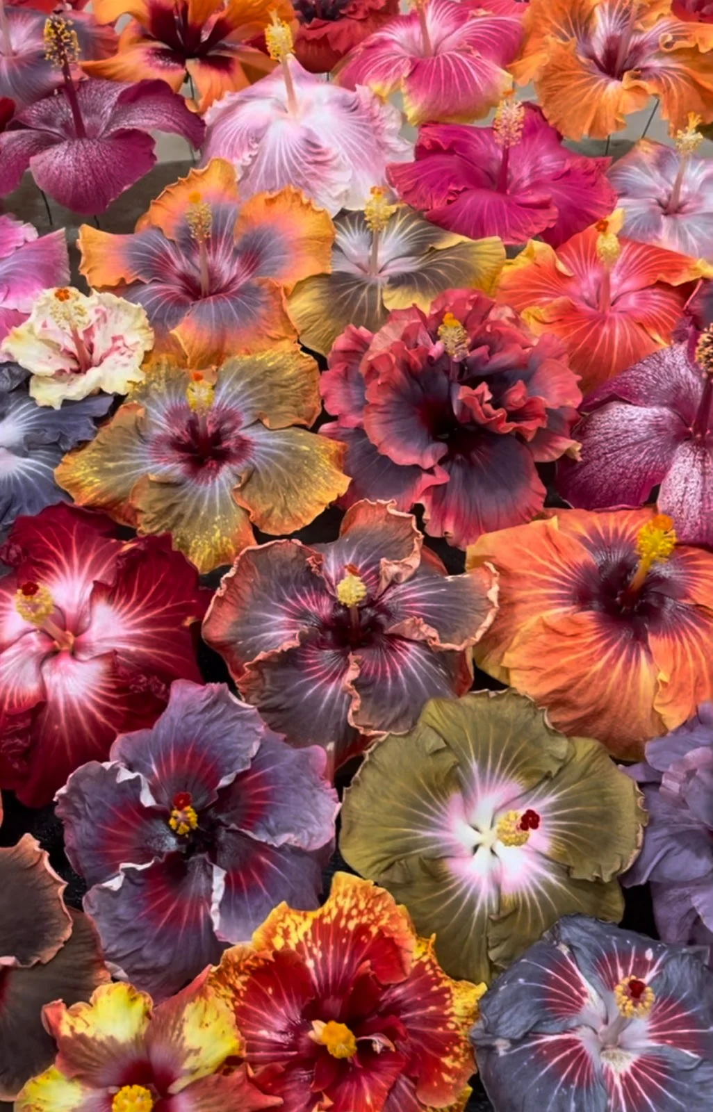 A variety of hibiscus flowers in different colors and patterns, including shades of red, yellow, orange, purple, pink, and gray, are closely arranged together at the Hibiscus Show and Sale.
