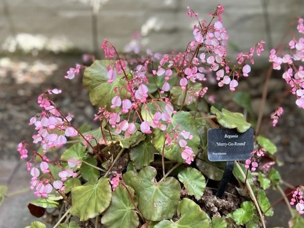 A cluster of Begonia "Merry-Go-Round" with small pink flowers and green leaves, growing in soil with a black plant label—perfect for a Begonia plant display at your next plant show.