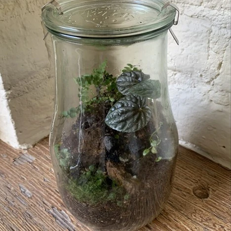 A glass jar terrarium with soil, small green plants, and moss sits on a wooden surface against a white brick wall—perfect for display at any Plant Show.