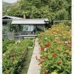 A narrow stone path runs through a garden filled with colorful flowers at Bluebird Canyon Farm, leading to a house with a covered porch and trees in the background—a perfect setting for your next Member Excursion.