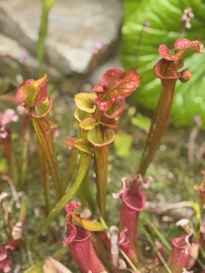 Tall, tubular carnivorous plants with red and green hues grow in a garden setting, surrounded by moss and greenery, making a striking display worthy of any Plant Show.