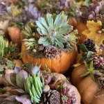 Several pumpkins are topped with a variety of succulents, pinecones, moss, and autumn leaves, arranged as decorative centerpieces—perfect inspiration for your next Succulent Workshop or fall Pumpkin Workshop creation.