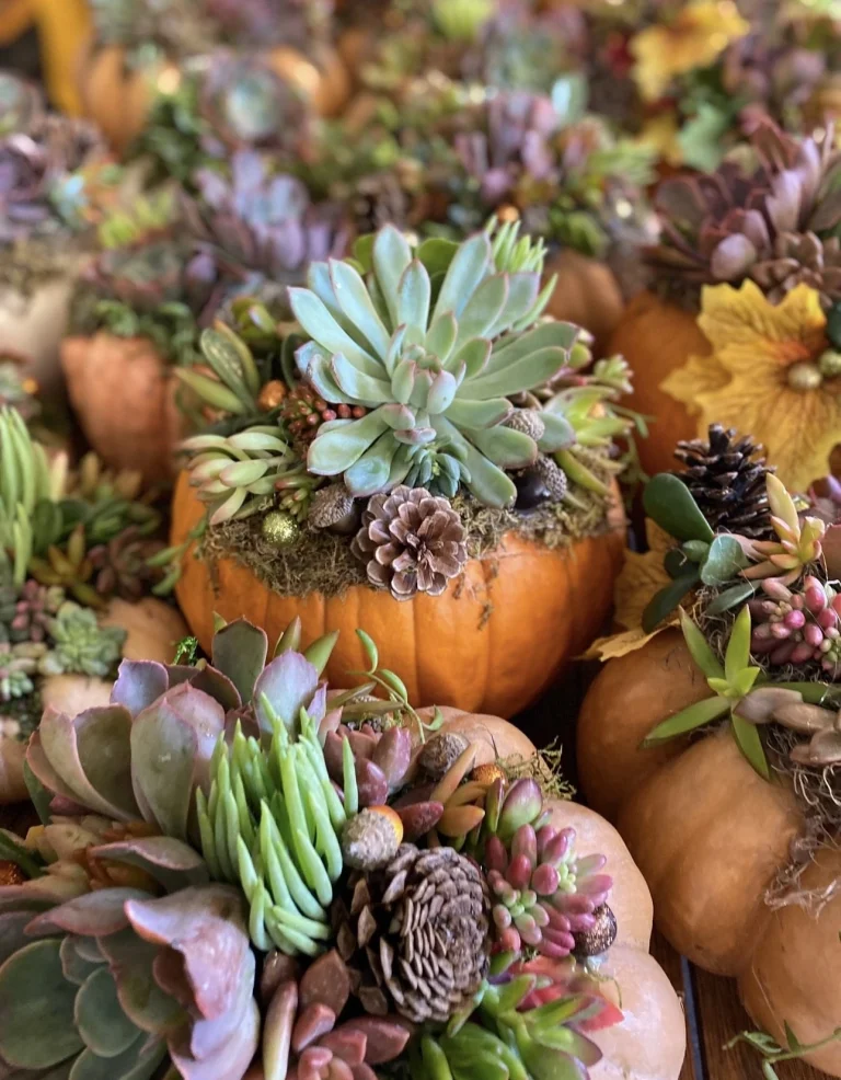 Several pumpkins are topped with a variety of succulents, pinecones, moss, and autumn leaves, arranged as decorative centerpieces—perfect inspiration for your next Succulent Workshop or fall Pumpkin Workshop creation.