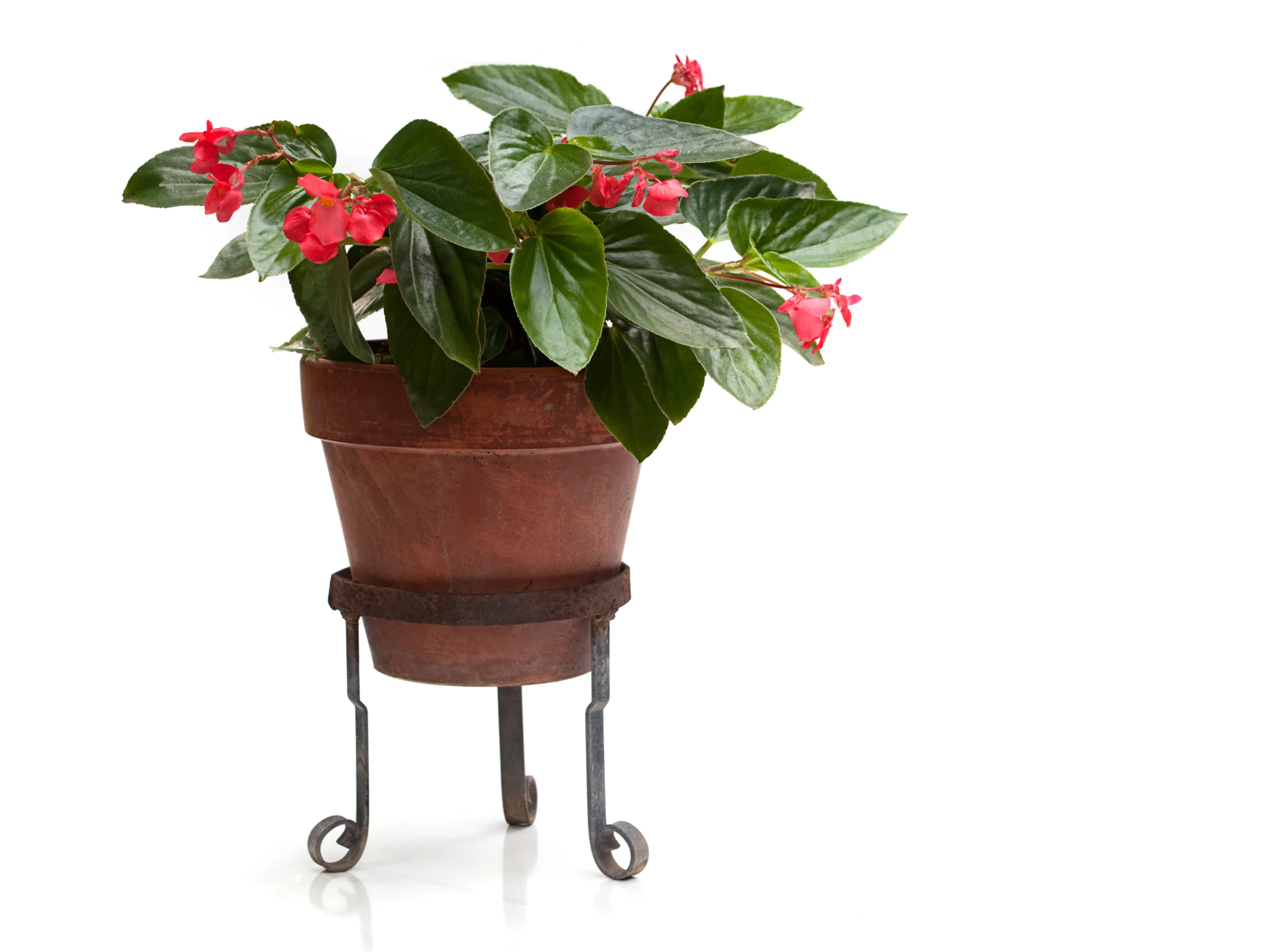 A Begonia plant with green leaves and red flowers sits in a brown clay pot on a metal stand against a white background, perfect for any Plant Show.