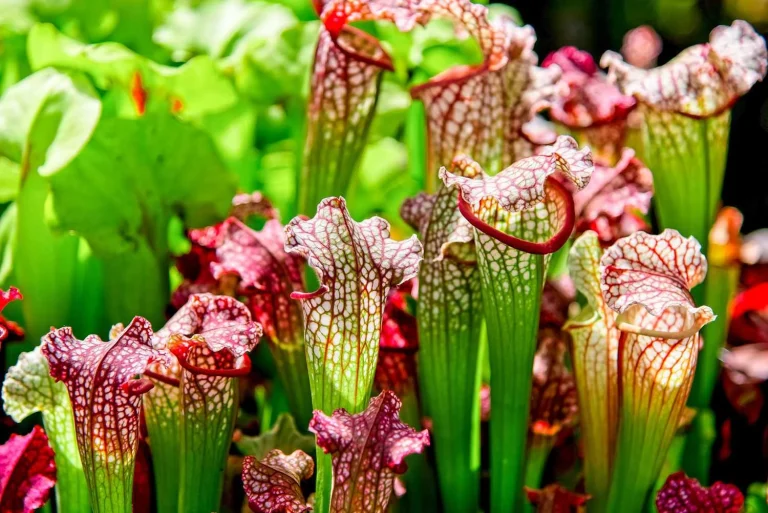 Several pitcher plants with green stems and red-veined, fluted tops grow closely together in this carnivorous bog, displaying a mix of green and reddish hues.