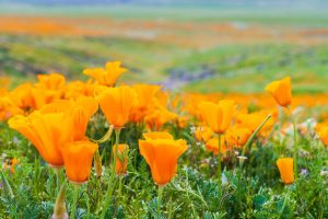 Bright orange poppies bloom in the foreground of a green field, with more flowers and blurred grassland stretching into the background.