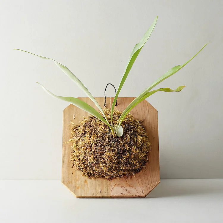 A staghorn fern, ideal for any Fern Class, is mounted on a wooden board with a base of moss and displayed against a plain light-colored background.