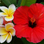 A vibrant red hibiscus flower is nestled next to three yellow and white plumeria flowers, surrounded by lush green leaves, creating a striking plant preview.