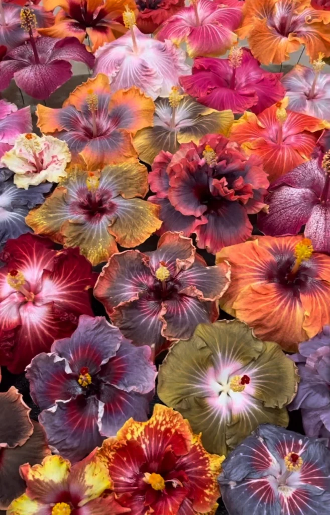 A variety of large hibiscus flowers in different colors and patterns tightly arranged, showcasing shades of red, orange, purple, pink, yellow, and gray—perfect for a vibrant plant show display.