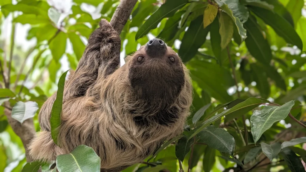 A brown and gray sloth hangs upside down from a tree branch surrounded by green leaves, showcasing how animals interact with plants in their natural or zoo habitats.