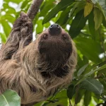 A brown and gray sloth hangs upside down from a tree branch surrounded by green leaves, showcasing how animals interact with plants in their natural or zoo habitats.