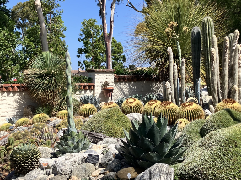 Desert garden with various cacti and succulents, including barrel and columnar cacti, agave plants, rocks, and a brick wall in the background under a clear blue sky—perfect inspiration as you Plan Your Visit to this stunning arid landscape.