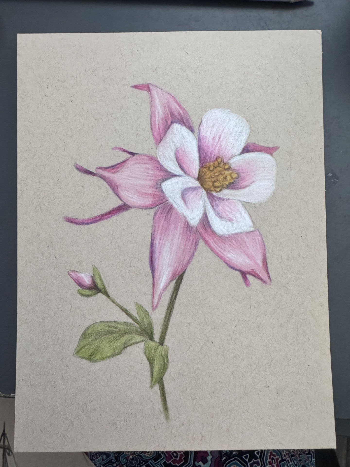 Colored pencil drawing of a pink and white columbine flower with green leaves and a bud on tan paper—an inspiring piece perfect for any Mixed Media Workshop or colored pencils enthusiast.