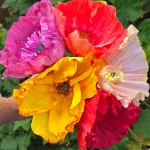 A hand holds a bouquet of colorful poppy flowers in yellow, pink, orange, and red, with green foliage in the background—capturing the vibrant spirit of a garden event at Sherman Gardens.