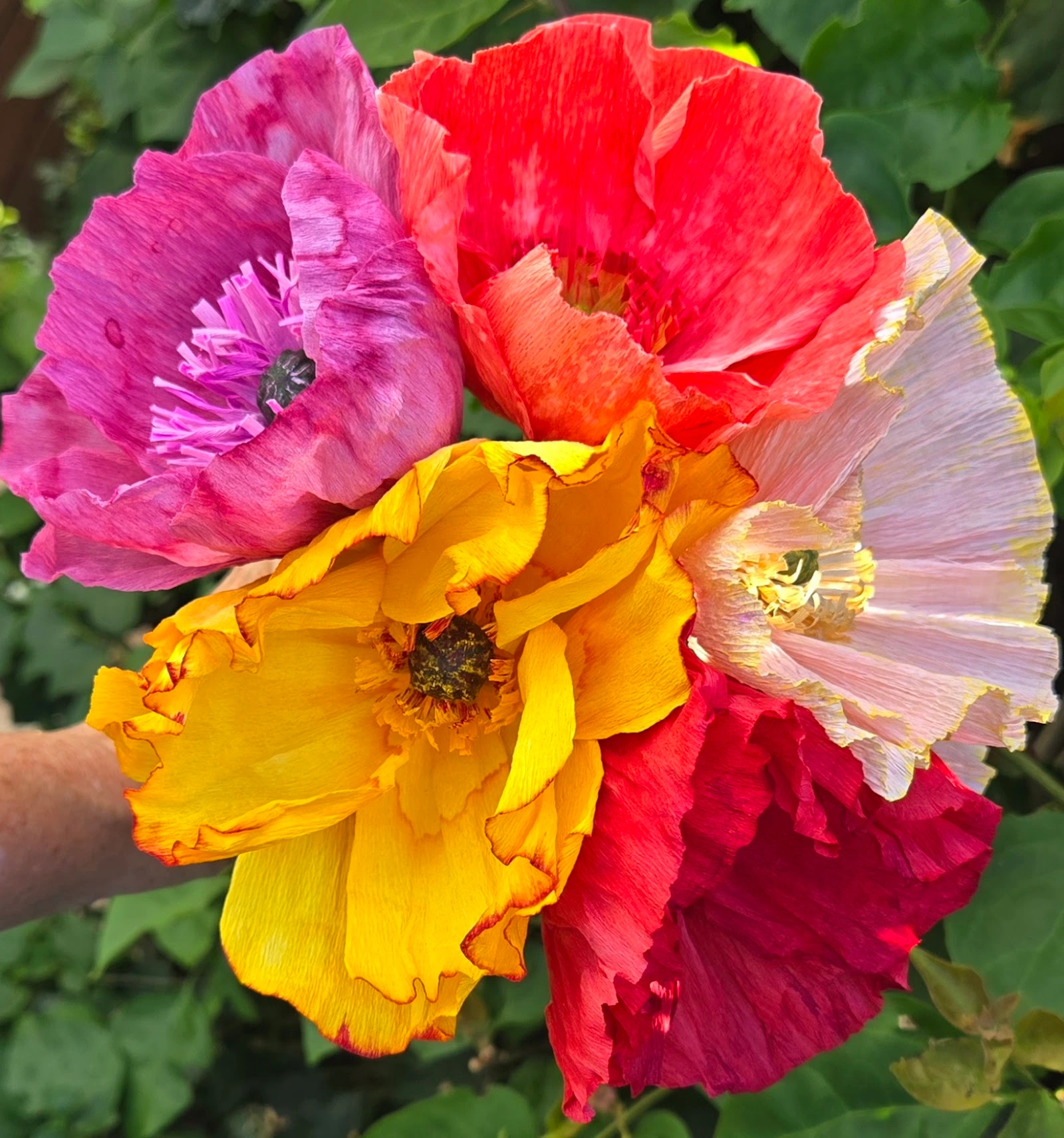 A hand holds a bouquet of colorful poppy flowers in yellow, pink, orange, and red, with green foliage in the background—capturing the vibrant spirit of a garden event at Sherman Gardens.