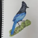Watercolor painting of a Stellar Jay—a striking blue and black bird with a crest—perched on a branch covered in green moss, beautifully rendered on a white sketchbook page. Perfect inspiration for your next Watercolor Workshop.