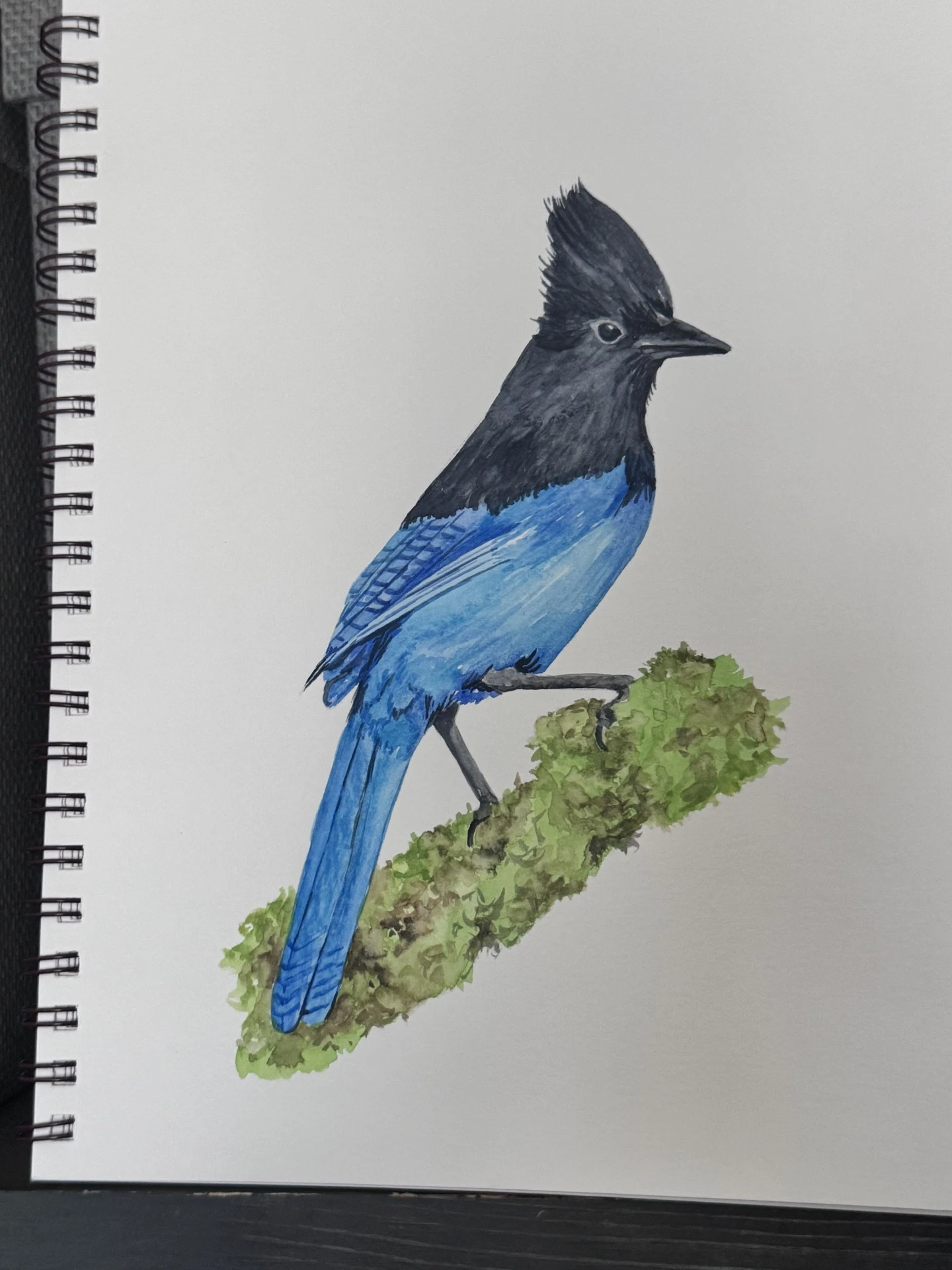 Watercolor painting of a Stellar Jay—a striking blue and black bird with a crest—perched on a branch covered in green moss, beautifully rendered on a white sketchbook page. Perfect inspiration for your next Watercolor Workshop.