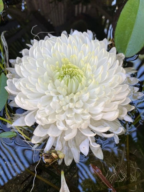 White chrysanthemum flower with layered petals floating on water, surrounded by green leaves and plant stems—a serene scene reminiscent of a Clivia Show, where elegance and botanical beauty abound.
