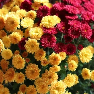 Clusters of yellow and red chrysanthemum flowers in full bloom with green foliage in the background, creating a vibrant scene reminiscent of displays at a Clivia Show.
