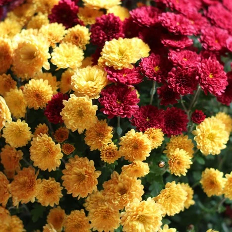 Clusters of yellow and red chrysanthemum flowers in full bloom with green foliage in the background, creating a vibrant scene reminiscent of displays at a Clivia Show.