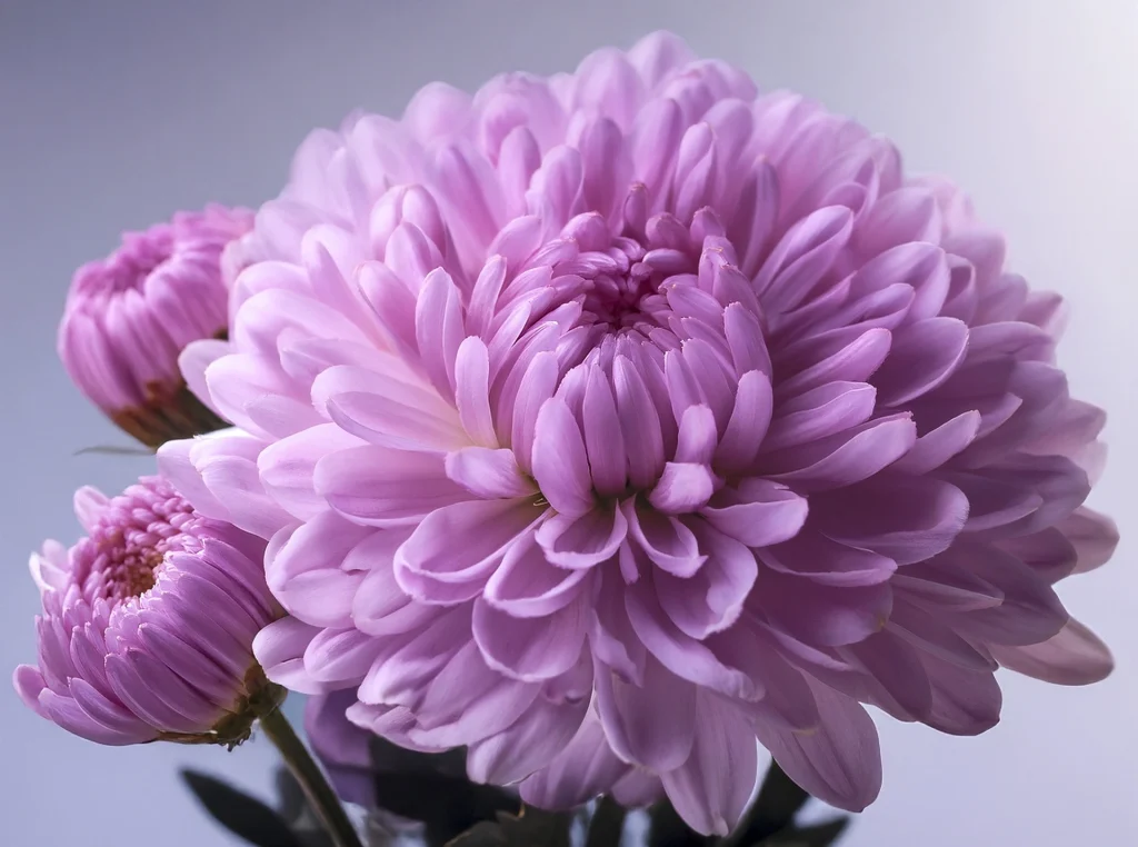 Close-up of three purple chrysanthemum flowers with layered petals against a soft, light background, evoking the elegance often seen at a Clivia Show.