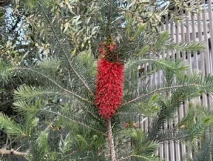 A bright red cylindrical bottlebrush flower on a drought-tolerant, needle-leafed shrub perfect for a Mediterranean climate garden.