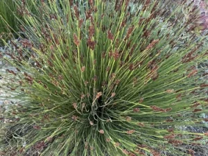 A dense, mound-shaped grass typical of a Mediterranean garden, with thin green stems tipped with small, dark brown flower clusters.