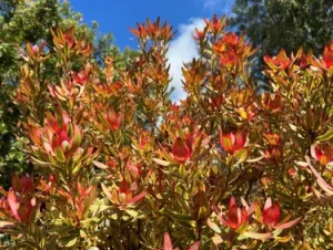 A Mediterranean garden bush with pointed, variegated leaves in shades of green, yellow, and vibrant red.