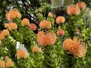 A bush of pincushion protea flowers with round, orange, spiky blooms and green foliage, common in a Mediterranean garden.