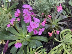 Clusters of vibrant pink Lewisia flowers bloom among green rosettes of succulent leaves, a perfect choice for drought tolerant plants in the garden.