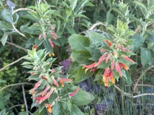 Lion’s ear plant in a Mediterranean garden, featuring clusters of tubular orange flowers and green leaves.