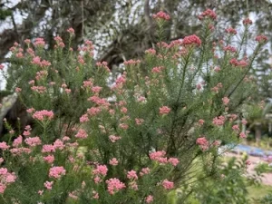 A Mediterranean garden shrub with needle-like green leaves and clusters of small, pink flowers.