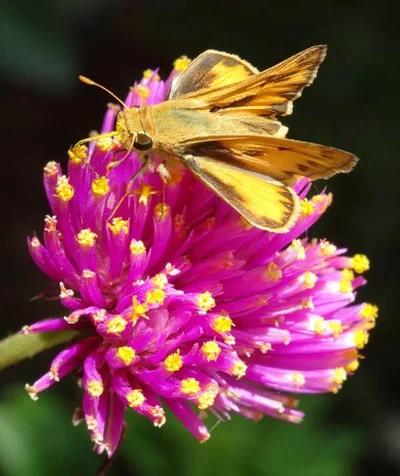 A yellow and brown skipper butterfly perched on a vibrant pink globe amaranth flower.