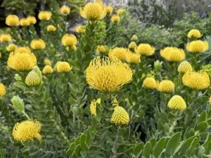 Many yellow pincushion protea flowers, a popular choice for Mediterranean climate gardening, bloom on leafy green stems.