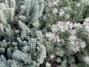 A side-by-side comparison of a low-growing, drought-tolerant plant with silvery green foliage, shown without flowers on the left and with small pink blooms on the right.