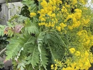 A plant with large, deeply lobed green leaves and clusters of small, bright yellow flowers, typical of a Mediterranean garden.