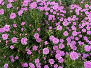 A cluster of green, succulent-like plants with many small, bright pink flowers, typical of a Mediterranean garden.